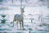 winter deer 1.jpg