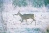 winter deer 2.jpg